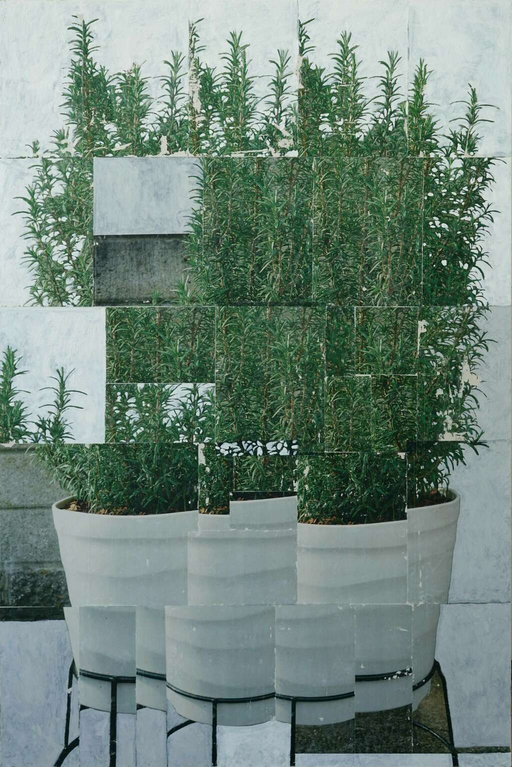 1 AKONITO Collaged rosemary