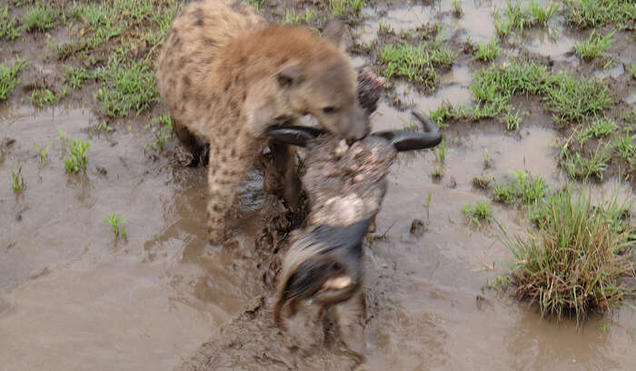 Mostafa saifi rahmouni Untitled