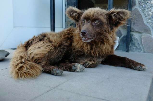 Lucia Nimcova Tango ukrainien