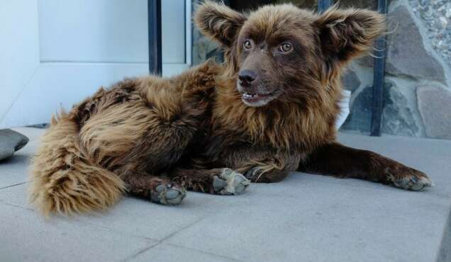 Lucia Nimcova Tango ukrainien