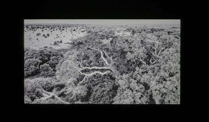 Wiels Magical Realism Photo Eline Willaert 13 2