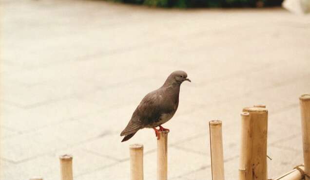 Chloë Delanghe Lettres damour 2016