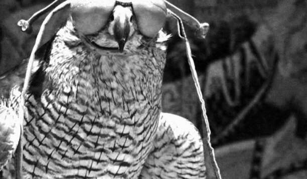 Fanny Zaman Inhabiting the Surface