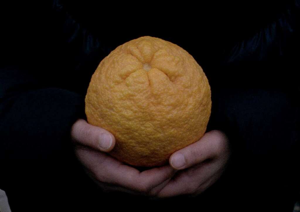 6 Eva Giolo An orange is not a fish