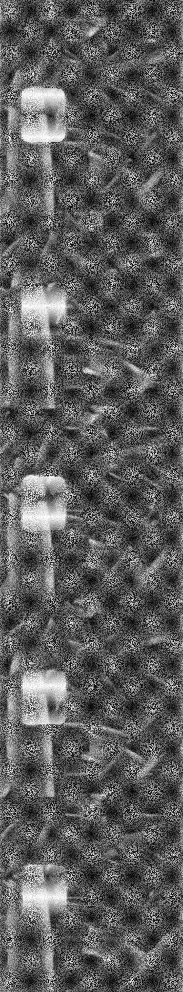 16 Excerpts II film strip