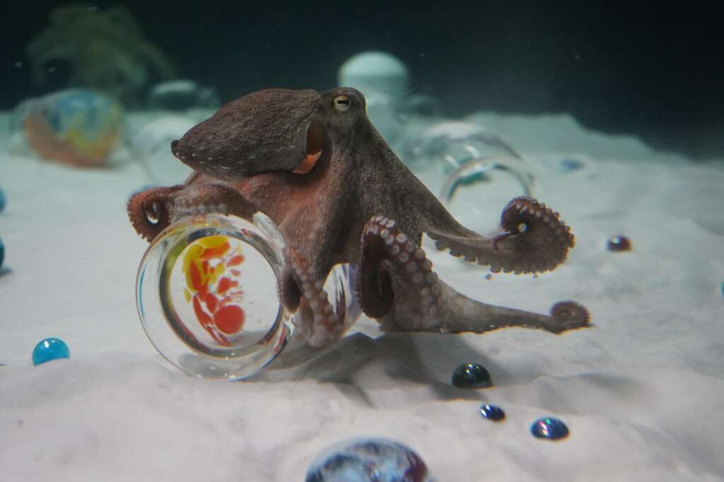 Sculpture for Octopus 12