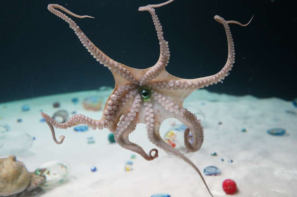 Sculpture for Octopus 20